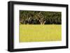 Spanish Moss, Pineland, Florida-Paul Souders-Framed Premium Photographic Print