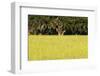 Spanish Moss, Pineland, Florida-Paul Souders-Framed Premium Photographic Print