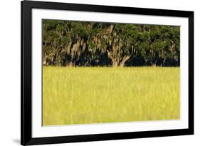 Spanish Moss, Pineland, Florida-Paul Souders-Framed Photographic Print