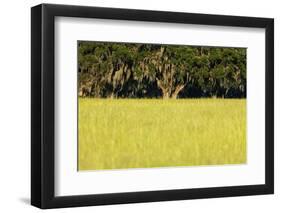 Spanish Moss, Pineland, Florida-Paul Souders-Framed Photographic Print