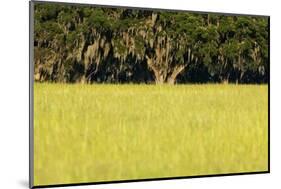 Spanish Moss, Pineland, Florida-Paul Souders-Mounted Photographic Print