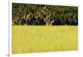 Spanish Moss, Pineland, Florida-Paul Souders-Framed Photographic Print