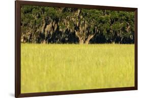 Spanish Moss, Pineland, Florida-Paul Souders-Framed Photographic Print