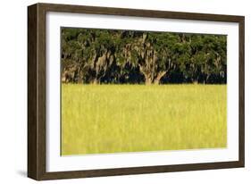 Spanish Moss, Pineland, Florida-Paul Souders-Framed Photographic Print