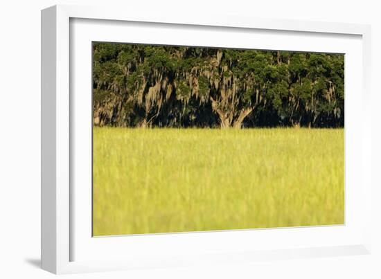 Spanish Moss, Pineland, Florida-Paul Souders-Framed Photographic Print
