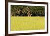 Spanish Moss, Pineland, Florida-Paul Souders-Framed Photographic Print