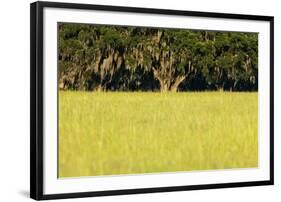 Spanish Moss, Pineland, Florida-Paul Souders-Framed Photographic Print