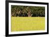 Spanish Moss, Pineland, Florida-Paul Souders-Framed Photographic Print