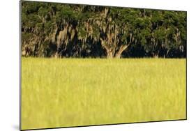 Spanish Moss, Pineland, Florida-Paul Souders-Mounted Photographic Print