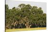 Spanish Moss, Pineland, Florida-Paul Souders-Stretched Canvas