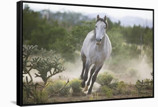 Spanish Mustang Running-DLILLC-Framed Stretched Canvas