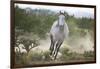 Spanish Mustang Running-DLILLC-Framed Photographic Print