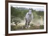 Spanish Mustang Running-DLILLC-Framed Photographic Print