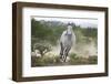 Spanish Mustang Running-DLILLC-Framed Photographic Print