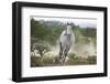 Spanish Mustang Running-DLILLC-Framed Photographic Print