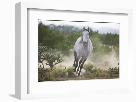 Spanish Mustang Running-DLILLC-Framed Photographic Print