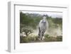 Spanish Mustang Running-DLILLC-Framed Photographic Print