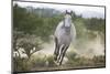 Spanish Mustang Running-DLILLC-Mounted Photographic Print