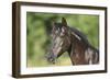 Spanish Mustang-Bob Langrish-Framed Photographic Print