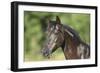 Spanish Mustang-Bob Langrish-Framed Photographic Print