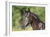 Spanish Mustang-Bob Langrish-Framed Photographic Print