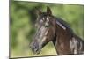 Spanish Mustang-Bob Langrish-Mounted Photographic Print