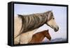 Spanish Mustangs-Eastcott Momatiuk-Framed Stretched Canvas