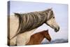 Spanish Mustangs-Eastcott Momatiuk-Stretched Canvas