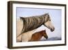 Spanish Mustangs-Eastcott Momatiuk-Framed Photographic Print