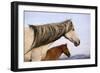 Spanish Mustangs-Eastcott Momatiuk-Framed Photographic Print