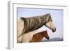 Spanish Mustangs-Eastcott Momatiuk-Framed Photographic Print