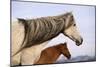 Spanish Mustangs-Eastcott Momatiuk-Mounted Photographic Print