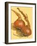 Spanish Onions-Barbara Keith-Framed Giclee Print