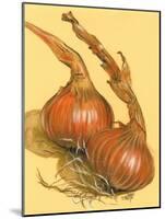 Spanish Onions-Barbara Keith-Mounted Giclee Print