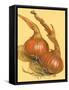 Spanish Onions-Barbara Keith-Framed Stretched Canvas