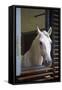 Spanish Riding School Stables, Vienna, Austria, Europe-Neil Farrin-Framed Stretched Canvas
