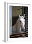 Spanish Riding School Stables, Vienna, Austria, Europe-Neil Farrin-Framed Photographic Print