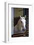 Spanish Riding School Stables, Vienna, Austria, Europe-Neil Farrin-Framed Photographic Print