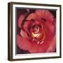 Spanish Rose-Jennifer Harmes-Framed Giclee Print