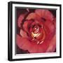 Spanish Rose-Jennifer Harmes-Framed Giclee Print