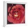 Spanish Rose-Jennifer Harmes-Framed Giclee Print