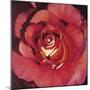 Spanish Rose-Jennifer Harmes-Mounted Giclee Print