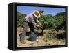 Spanish Seasonal Worker Picking Grapes, Seguret Region, Vaucluse, Provence, France-Duncan Maxwell-Framed Stretched Canvas