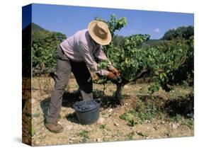 Spanish Seasonal Worker Picking Grapes, Seguret Region, Vaucluse, Provence, France-Duncan Maxwell-Stretched Canvas