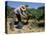 Spanish Seasonal Worker Picking Grapes, Seguret Region, Vaucluse, Provence, France-Duncan Maxwell-Stretched Canvas