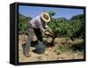 Spanish Seasonal Worker Picking Grapes, Seguret Region, Vaucluse, Provence, France-Duncan Maxwell-Framed Stretched Canvas