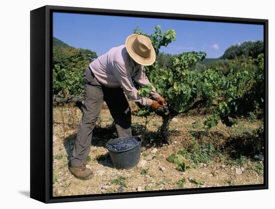Spanish Seasonal Worker Picking Grapes, Seguret Region, Vaucluse, Provence, France-Duncan Maxwell-Framed Stretched Canvas