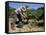 Spanish Seasonal Worker Picking Grapes, Seguret Region, Vaucluse, Provence, France-Duncan Maxwell-Framed Stretched Canvas