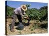 Spanish Seasonal Worker Picking Grapes, Seguret Region, Vaucluse, Provence, France-Duncan Maxwell-Stretched Canvas