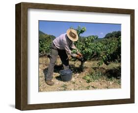 Spanish Seasonal Worker Picking Grapes, Seguret Region, Vaucluse, Provence, France-Duncan Maxwell-Framed Photographic Print